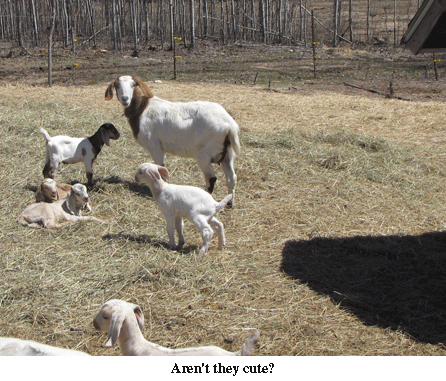 All of our spring baby goats have arrived