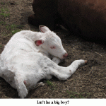 Calf