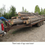 Logs