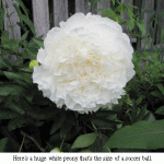 White-peony