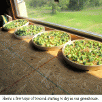 Dehydrating-broccoli