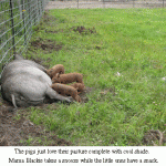 Mama-and-piggies