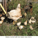 Mama-hen