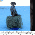 Hondo-sled