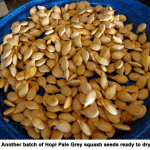 Squash-seeds