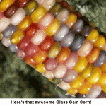 glass-gem-corn-photo