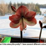 Amaryllis