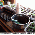 Transplanting