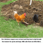 Chicken-tillers