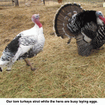 Turkeys