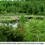 Beaver-pond