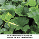 Variegated-squash