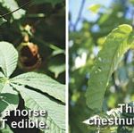 chestnut-comparison