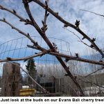 Cherry-buds