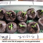 Sprouting-peppers-01