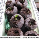 Sprouting-peppers-02