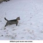 Mittens-snow_9938