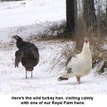 Turkeys_9966