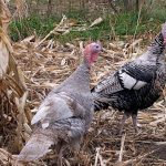 Turkeys_2317