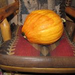 Squash_2560