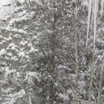 NewSnow_2667