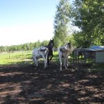 Horses_3120