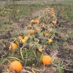 Pumpkins_2899