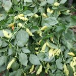 Heavy-peppers_3107