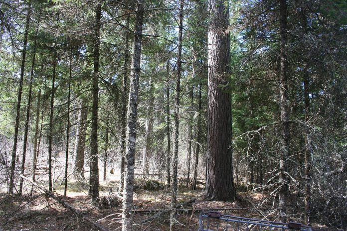 Will and I took a trip to the back of the Big Pines forty acres