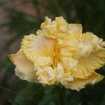 Daylily_4293