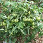 Forest-fire-tomato_4280