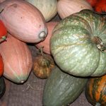 Squash_5054