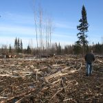 Logging-site_5197