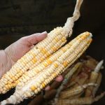 Seneca-Nation-corn_5637