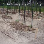 Tomato-cages_5643