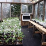 New-greenhouse_6743