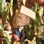 Bagging-corn_7290