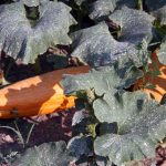 Gete-Okosomin-squash_7262