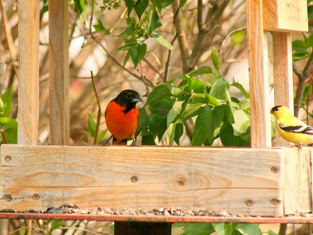 We have Orioles!