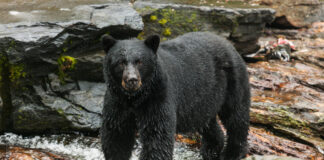 Alaska. Black bear.