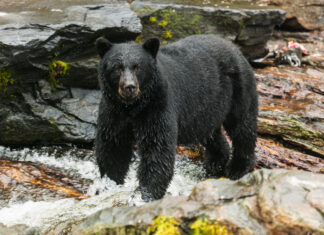 Alaska. Black bear.